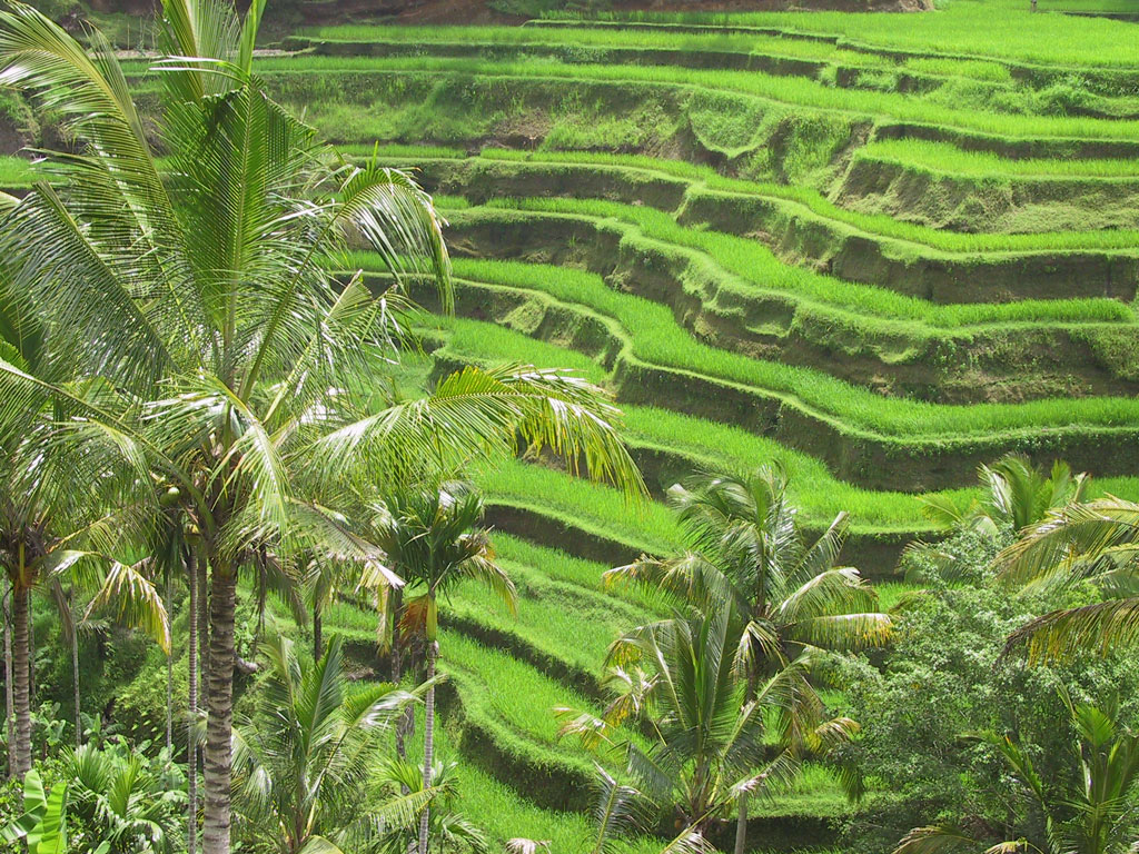 Bali ricefields